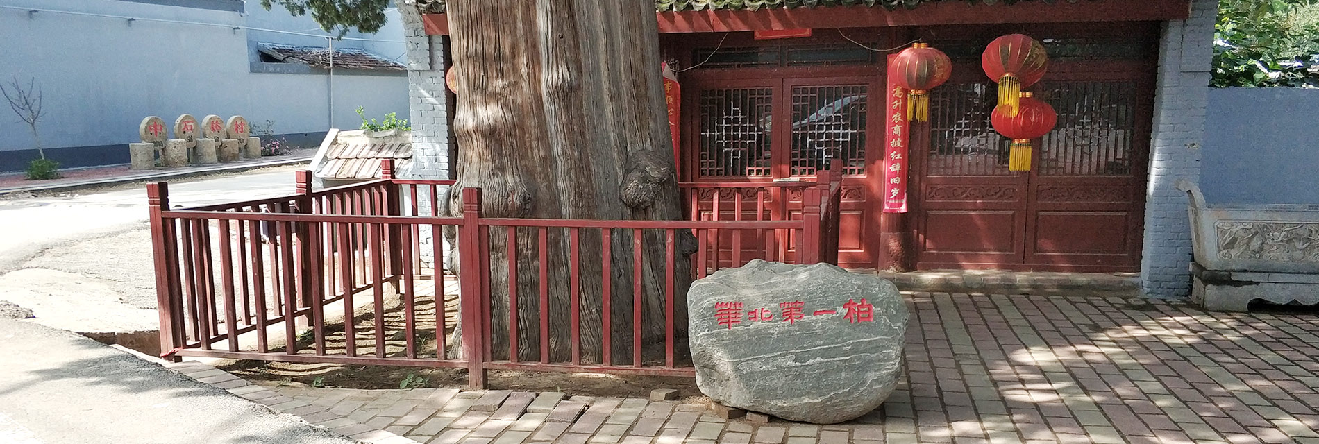 화북 제일백나무