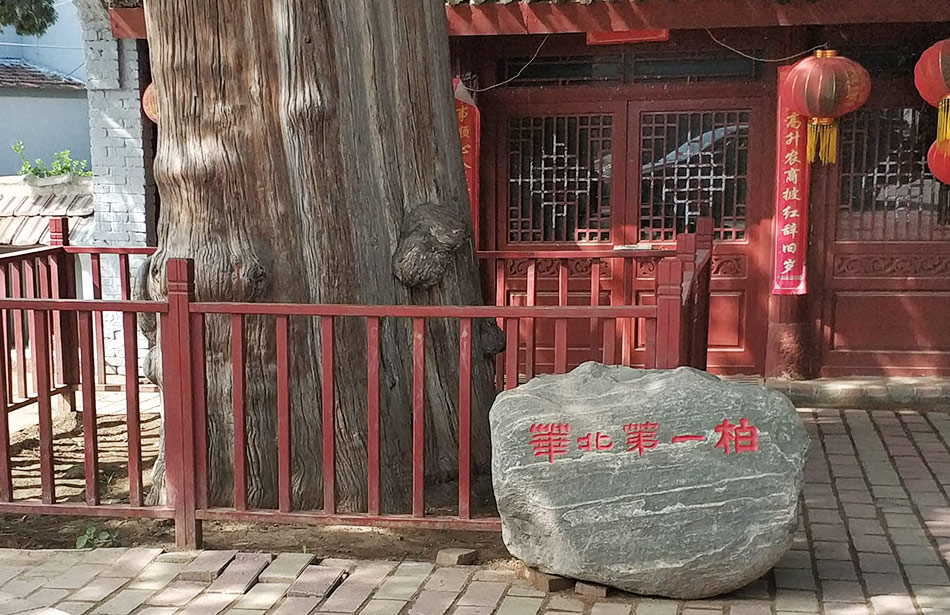 화북 제일백나무